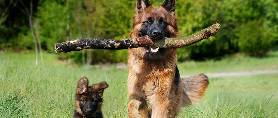berger allemand